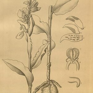 Twee witte orchideebloemen met groene bladeren tegen zwarte achtergrond.