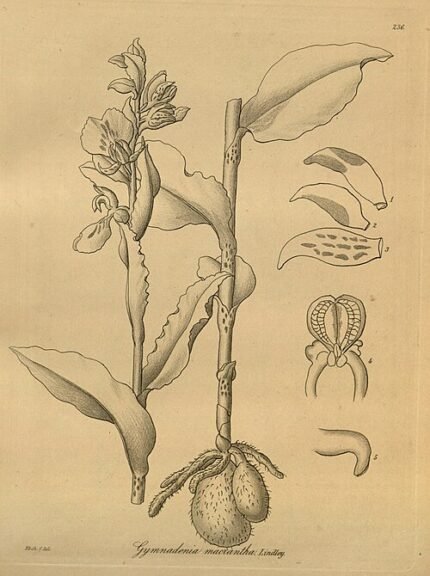 Twee witte orchideebloemen met groene bladeren tegen zwarte achtergrond.