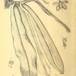 Witte bloeiende orchidee Brachypeza Indusiata tegen groene bladeren.