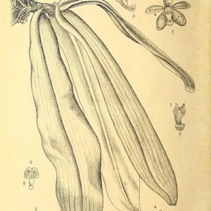 Witte bloeiende orchidee Brachypeza Indusiata tegen groene bladeren.