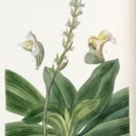 Close-up van Brachystele bracteosa orchidee met witte bloemen en groene bladeren.