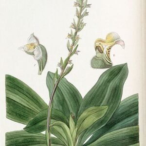 Close-up van Brachystele bracteosa orchidee met witte bloemen en groene bladeren.