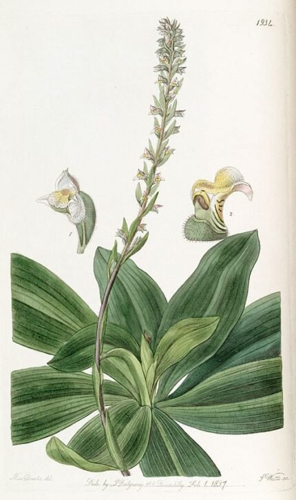 Close-up van Brachystele bracteosa orchidee met witte bloemen en groene bladeren.
