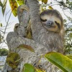 Schattige bruine luiaard knuffels in verschillende houdingen.