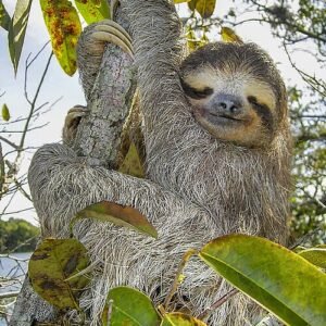 Schattige bruine luiaard knuffels in verschillende houdingen.