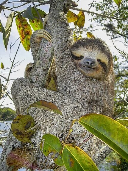 Schattige bruine luiaard knuffels in verschillende houdingen.