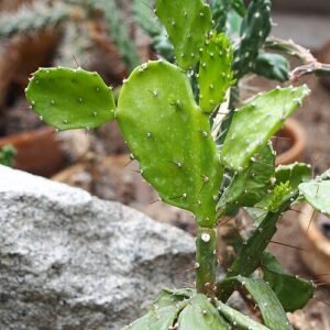 Prickly pear cactus met levendige groene pads en scherpe stekels in natuurlijke habitat.