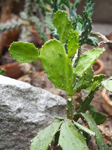 Prickly pear cactus met levendige groene pads en scherpe stekels in natuurlijke habitat.