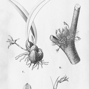 Paarse orchidee met delicate bloemblaadjes en groene bladeren.