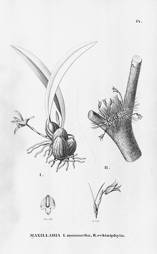 Paarse orchidee met delicate bloemblaadjes en groene bladeren.