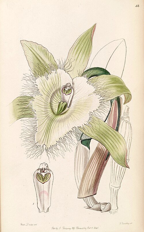 Rhyncholaelia digbyana orchidee met witte bloemblaadjes en gele lip.