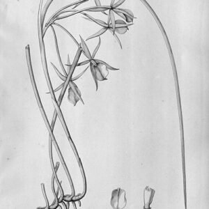 Witte Brassavola flagellaris orchidee bloem op groene achtergrond.