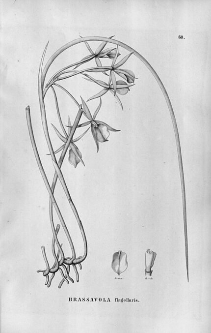 Witte Brassavola flagellaris orchidee bloem op groene achtergrond.