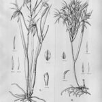 Witte Brassavola martiana orchideebloem in Flora Brasiliensis.