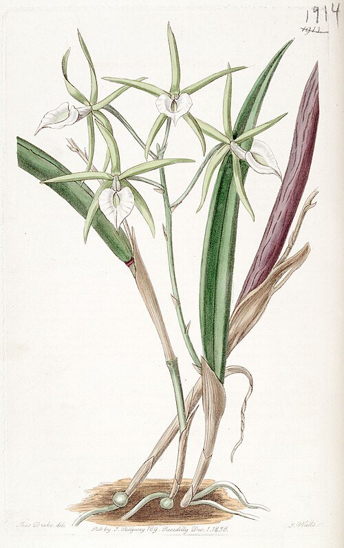 Brassavola subulifolia orchidee met witte bloemen en groene bladeren op illustratie.