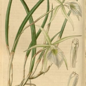 Witte Brassavola tuberculata orchidee bloem met groene achtergrond.