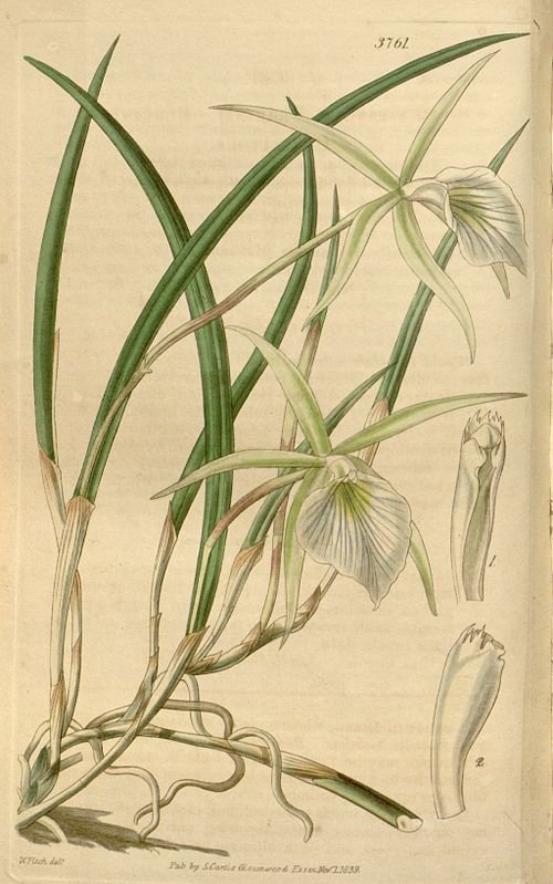 Witte Brassavola tuberculata orchidee bloem met groene achtergrond.