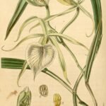 Witte Brassavola nodosa orchidee bloem op groene steel.