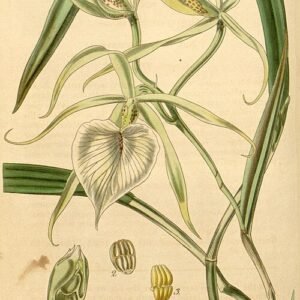 Witte Brassavola nodosa orchidee bloem op groene steel.