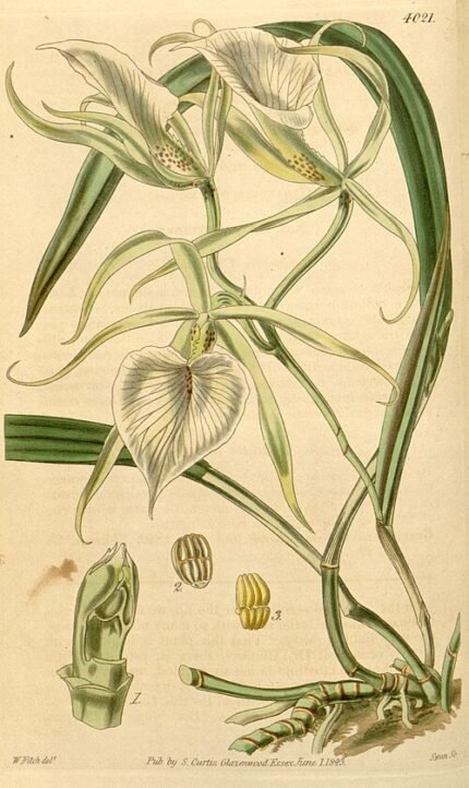 Witte Brassavola nodosa orchidee bloem op groene steel.