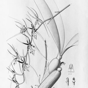 Brassia arachnoidea orchidee met gele bloembladeren en spinnenwebachtige patronen.