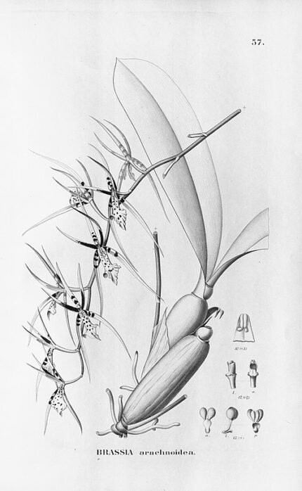 Brassia arachnoidea orchidee met gele bloembladeren en spinnenwebachtige patronen.