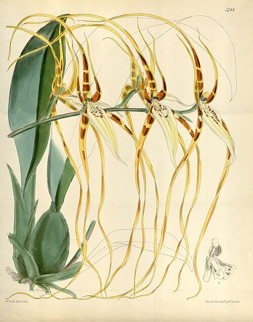 Lange spinorchidee met gele, groene en bruine bloembladvormen.