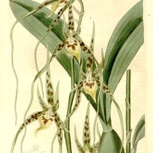 Brassia caudata orchidee bloem in zachte gele en witte tinten.