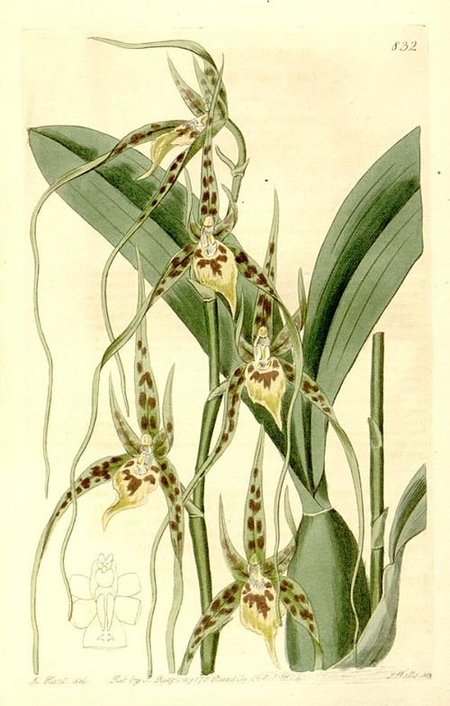 Brassia caudata orchidee bloem in zachte gele en witte tinten.