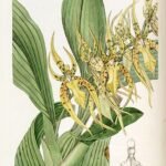 Close-up van Brassia lanceana orchidee met gele en bruine bloemblaadjes.