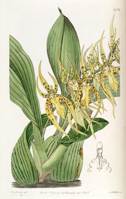 Close-up van Brassia lanceana orchidee met gele en bruine bloemblaadjes.