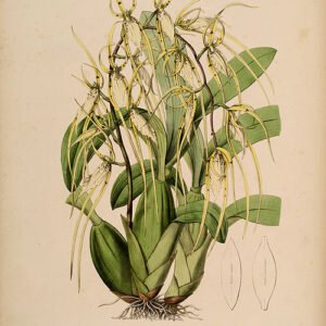 Close-up van Brassia macrostachya orchidee bloem met goudgele bloemblaadjes en donkere vlekken.