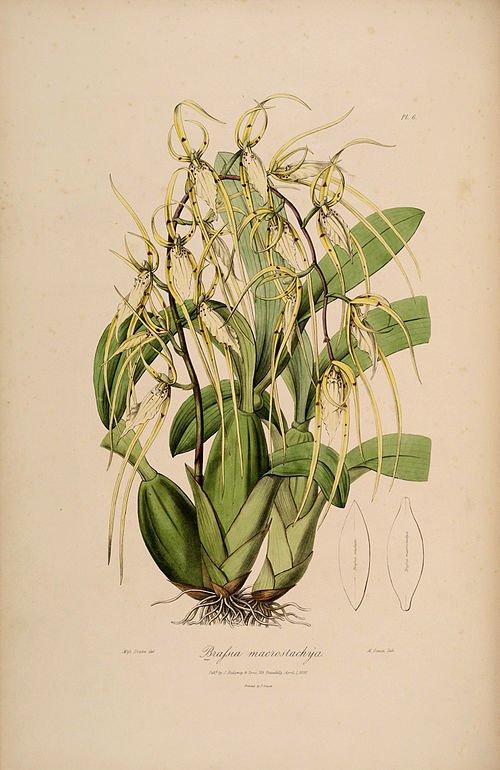 Close-up van Brassia macrostachya orchidee bloem met goudgele bloemblaadjes en donkere vlekken.