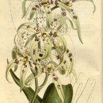 Brassia maculata orchidee met witte bloemen en gevlekte bladeren.