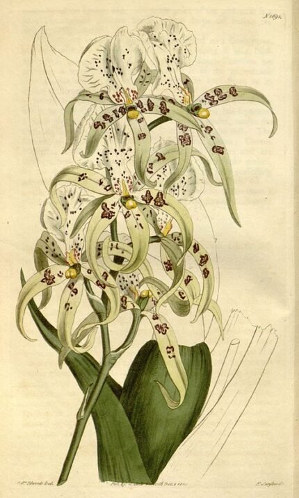 Brassia maculata orchidee met witte bloemen en gevlekte bladeren.