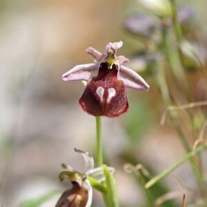 Bloeiende Ophrys argolica orchidee met teugelachtige markeringen op bloemblaadjes.