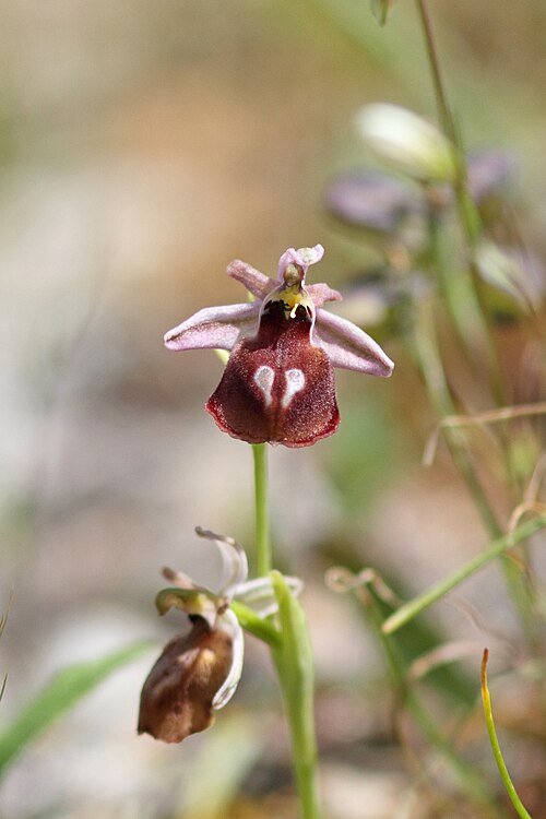 Bloeiende Ophrys argolica orchidee met teugelachtige markeringen op bloemblaadjes.
