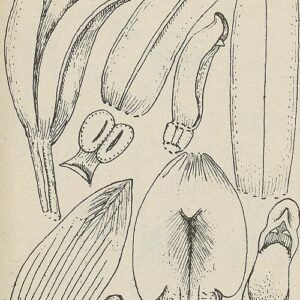 Bromheadia finlaysoniana orchidee in paarse en gele tinten op botanische illustratie.