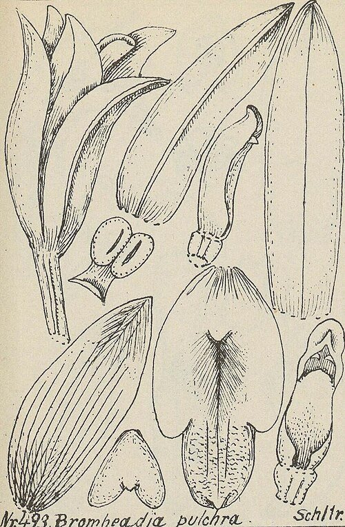 Bromheadia finlaysoniana orchidee in paarse en gele tinten op botanische illustratie.