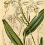 Bromheadia orchidee met bloeiende bloemen en groen blad.