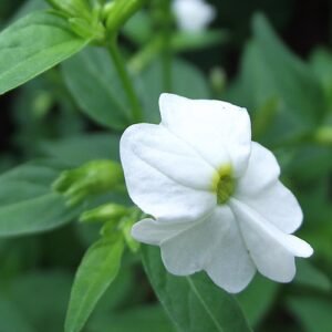 Witte Browallia bloem op een groene achtergrond.