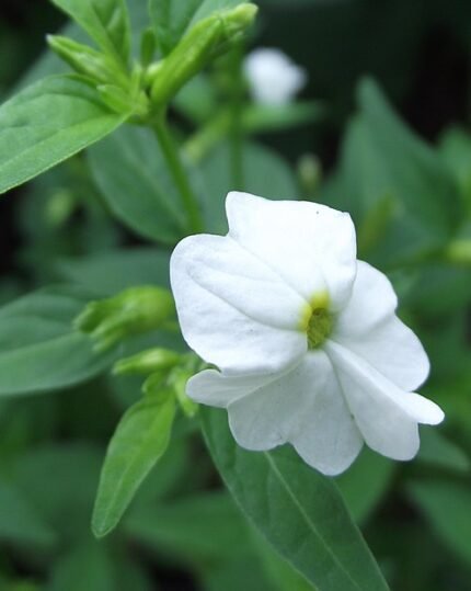 Witte Browallia bloem op een groene achtergrond.