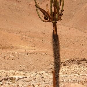 Browningia candelaris cactus met lange groene stengel en witte bloemen.