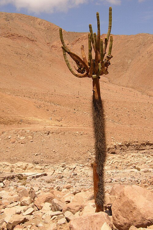 Browningia candelaris cactus met lange groene stengel en witte bloemen.