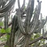 Hoge Browningia altissima cactus met groene stengels en witte bloemen.