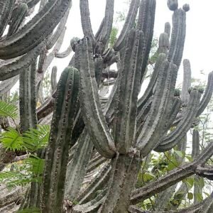 Hoge Browningia altissima cactus met groene stengels en witte bloemen.