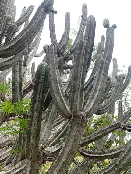 Hoge Browningia altissima cactus met groene stengels en witte bloemen.
