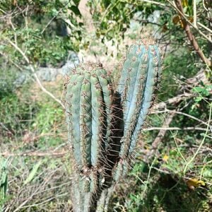 Browningia hertlingiana cactus met lange stekelige stelen, bedekt met witte doornen.