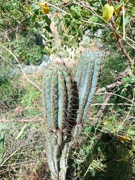 Browningia hertlingiana cactus met lange stekelige stelen, bedekt met witte doornen.