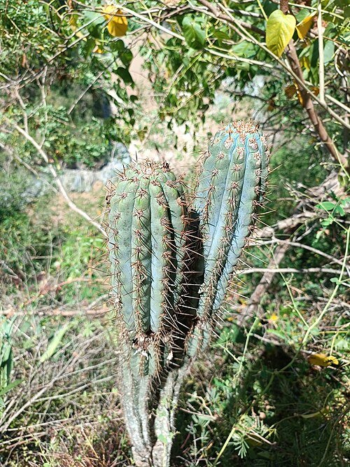 Browningia hertlingiana cactus met lange stekelige stelen, bedekt met witte doornen.